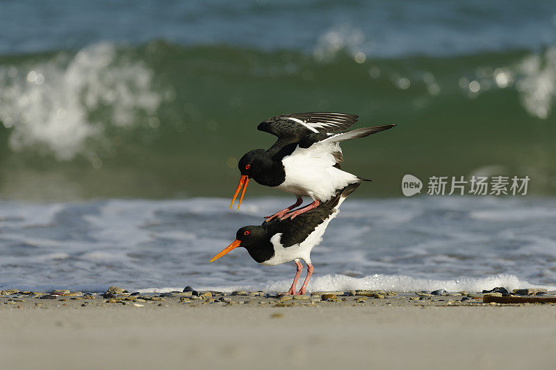 交配中的蛎鹬(ostralegus Haematopus)